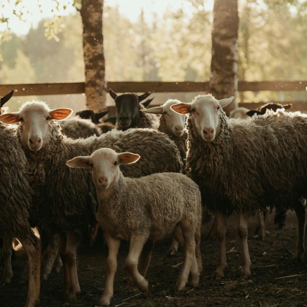 Kurban Bayramı Nedir, Nasıl Ortaya Çıktı ?